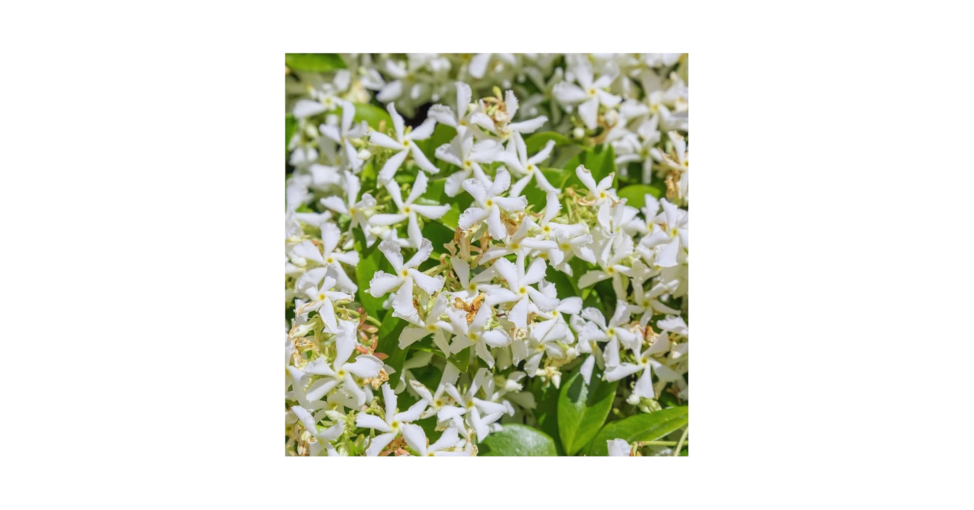 ジャスミン2/2 Amazon.com : 2 Star Jasmine Live Plants, Blooming Jasmine
